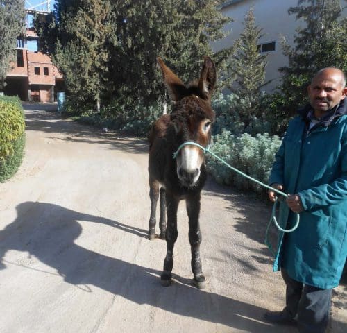 Donkey with man