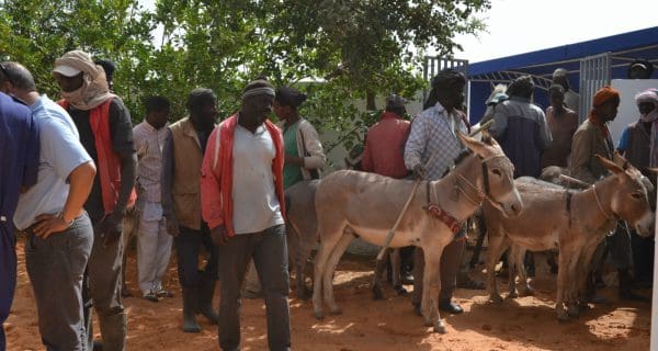 Group of people with donkeys outside