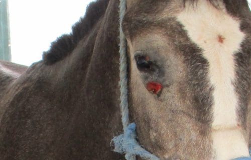 A horse with harmed eye