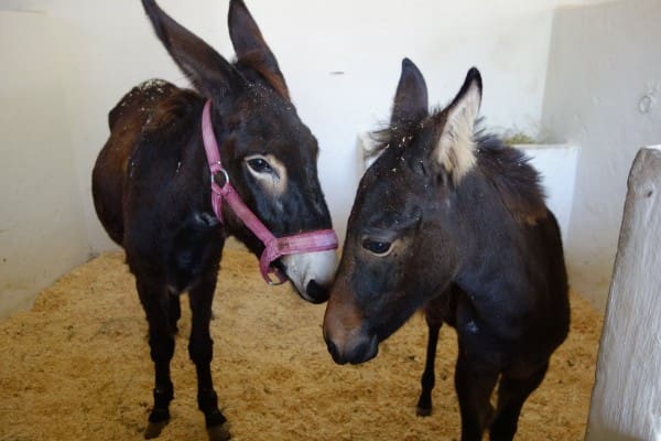 Two donkeys from Morocco