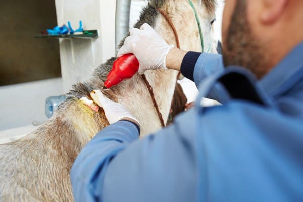 A SPANA Morocco vet treats a case of fistulous withers