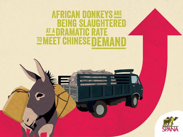 Infographics on african donkeys are being slaughtered at a dramatic rate to meet Chinese demand