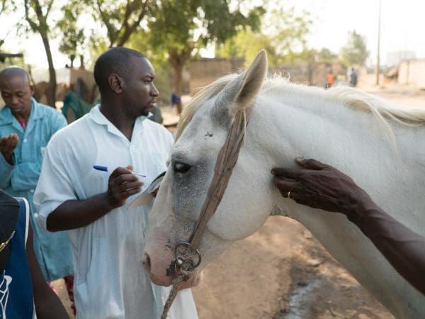 Dr Amadou examines white horse