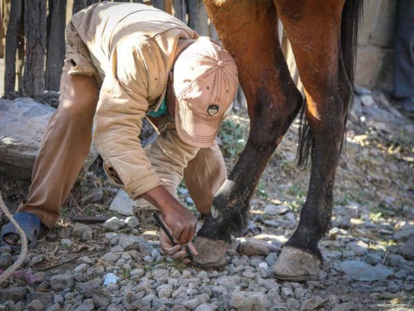 man treating horse hooves