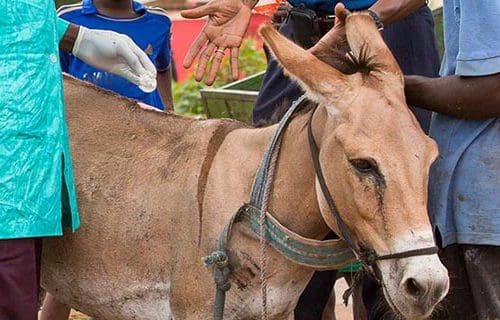 Mali mobile clinic treating a donkey