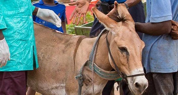 Mali mobile clinic treating a donkey