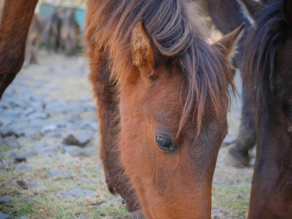 What Do Horses Eat? Discover Horse Diets