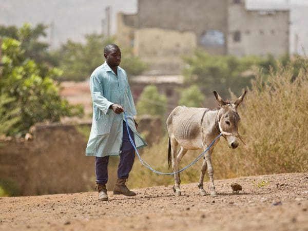 Man walking with a thin donkey