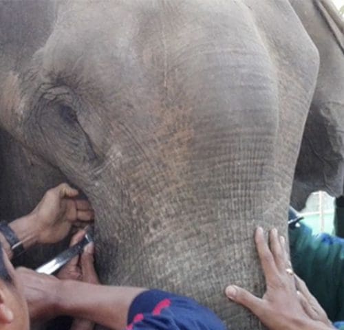 Three men treating elephant Ye