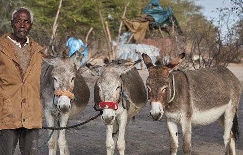 Man with his three donkeys
