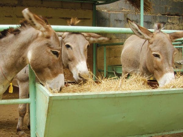 Three-grey-donkeys eating straw at trough
