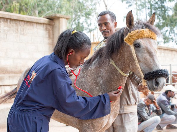 Ethiopia vet treating horse