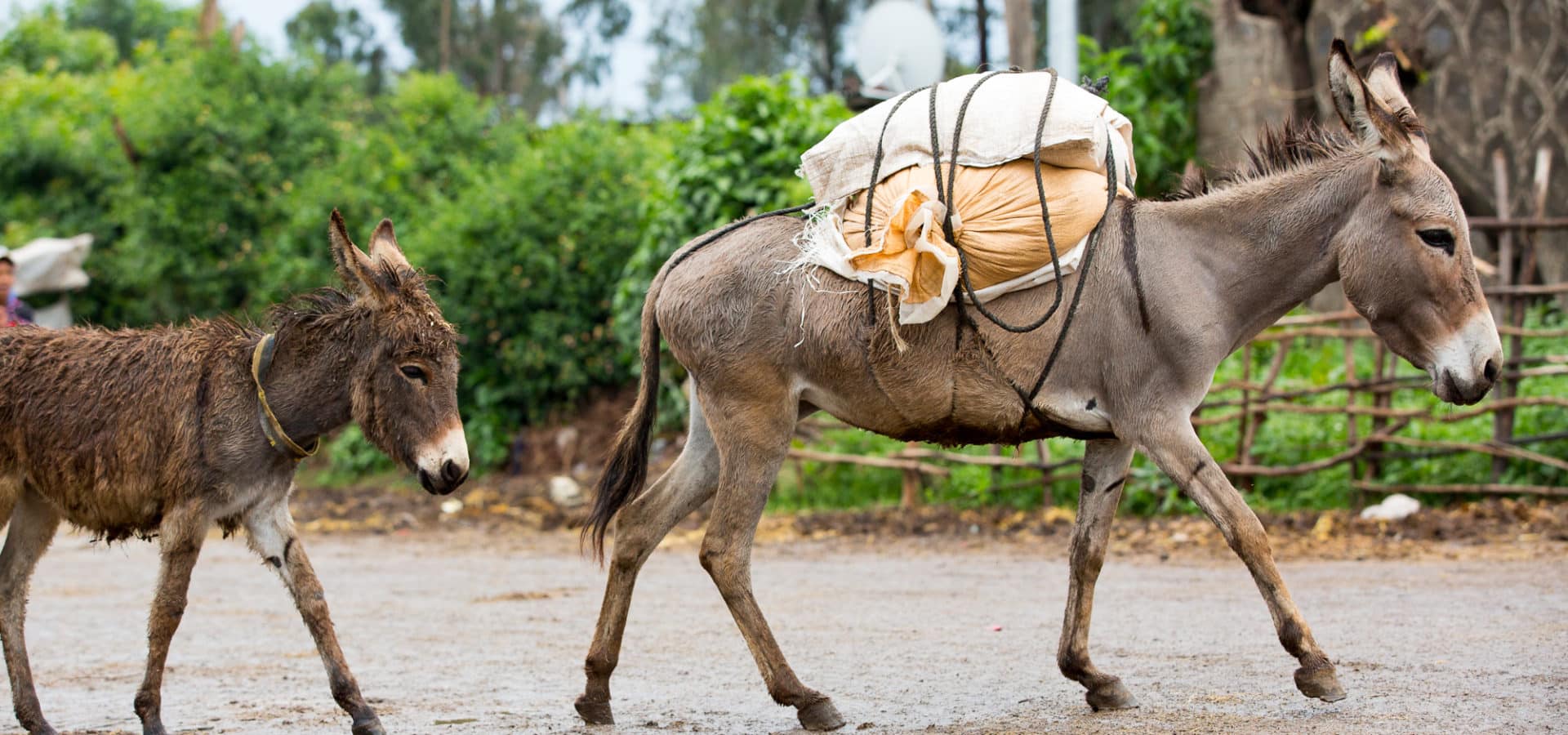 A grey donkey carrying a load on its back with a small brown donkey following behind