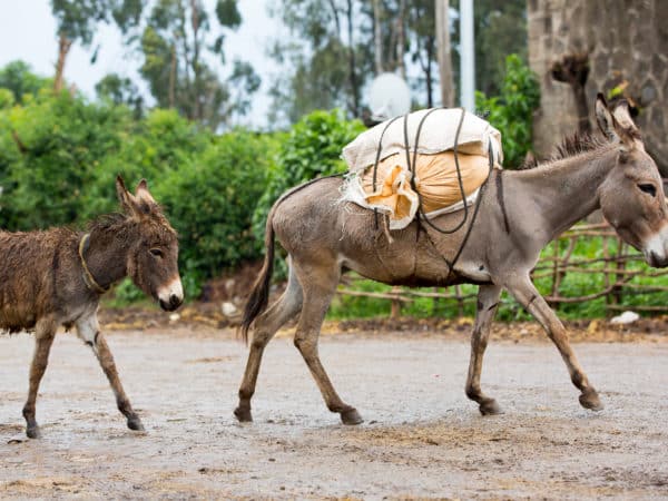A grey donkey carrying a load on its back with a small brown donkey following behind
