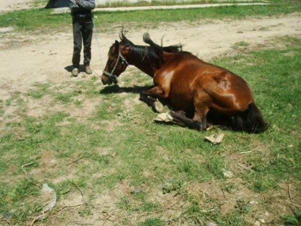 Abir horse with colic