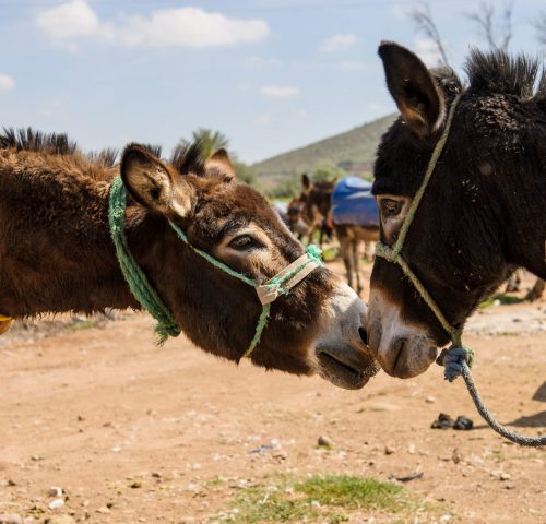 Two donkeys sniffing each other
