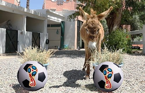 Donkey-of-Destiny-World-Cup