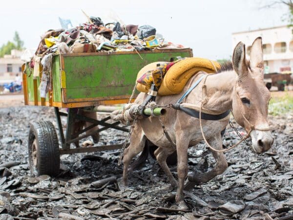 Donkey pulling cart with garbage