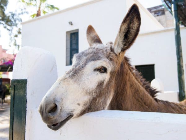 Face of a happy working donkey standing in a white stables