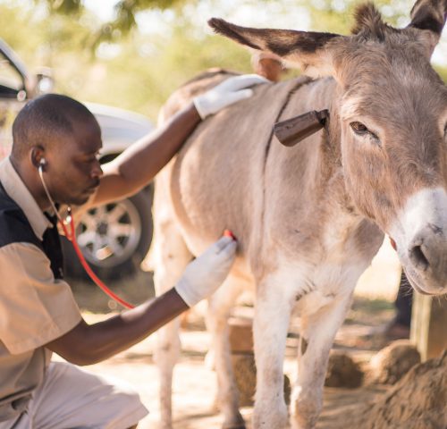 Vet treating donkey