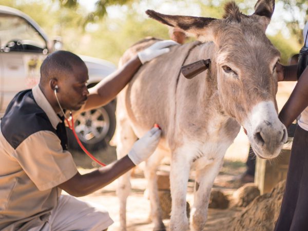 Vet treating donkey