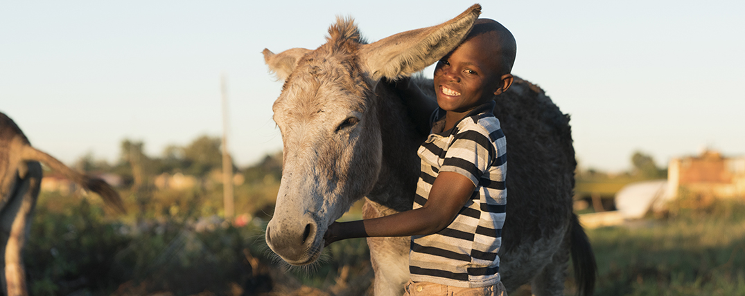 Young boy standing holding a donkey
