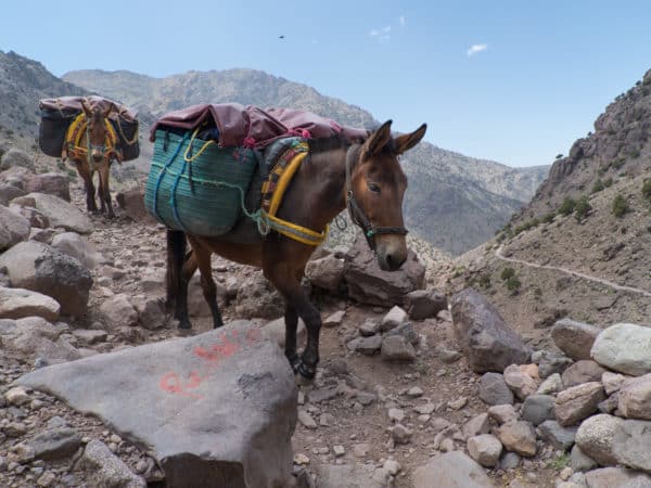 Two donkey's carrying large bags up a rocky mountain