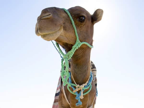 Camels face wearing green rope as a bridle