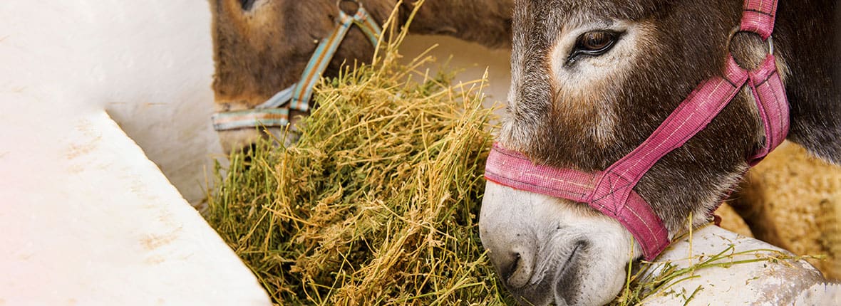Two brown donkeys eating hay in a stable