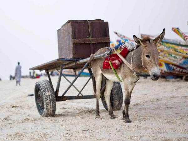 Working donkey pulling a cart with a large box on top across the sand