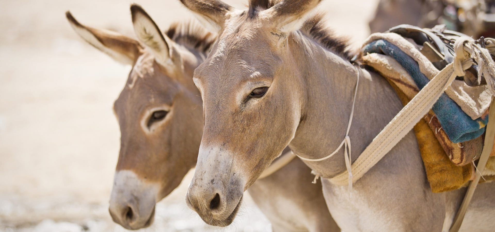 Two Mauritanian donkeys