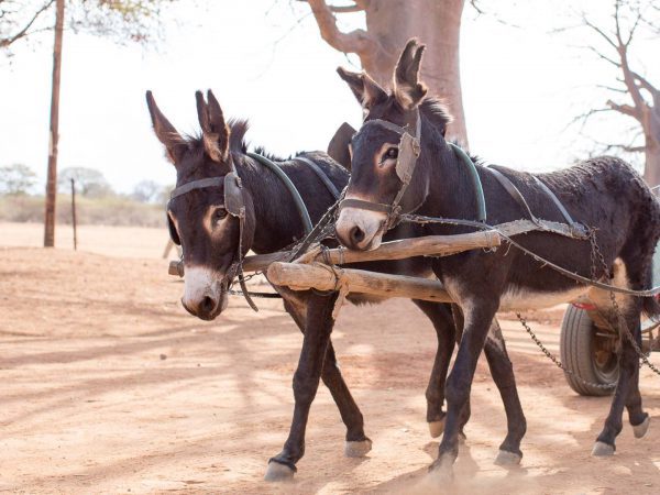 Two brown donkeys pulling cart