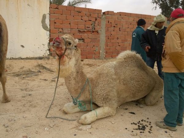 Camel with bleeding jaw