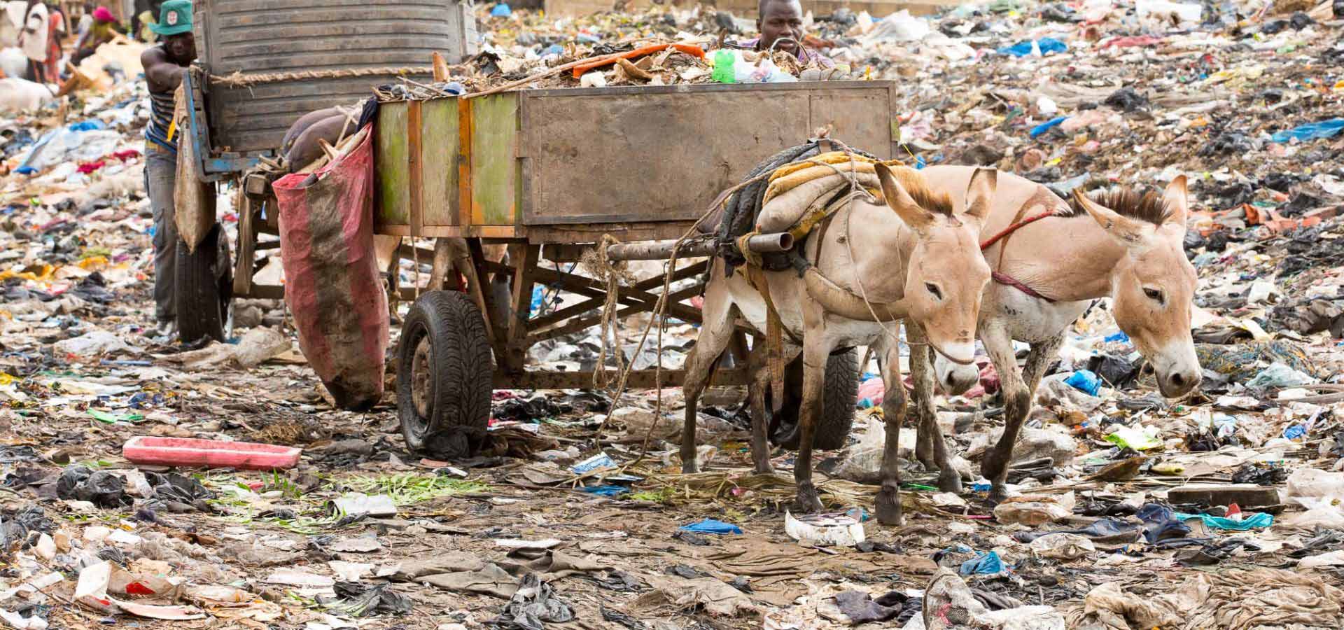 Donkeys pulling cart on rubbish dump