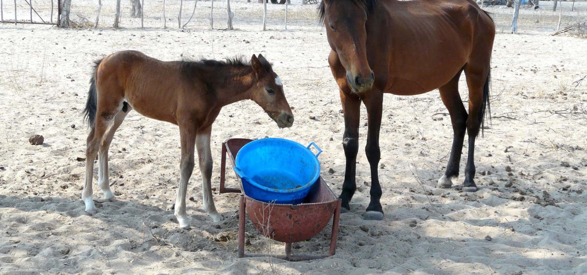 Foal and horse at feeding trough