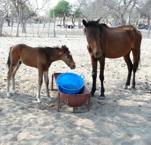 Foal and horse at feeding trough