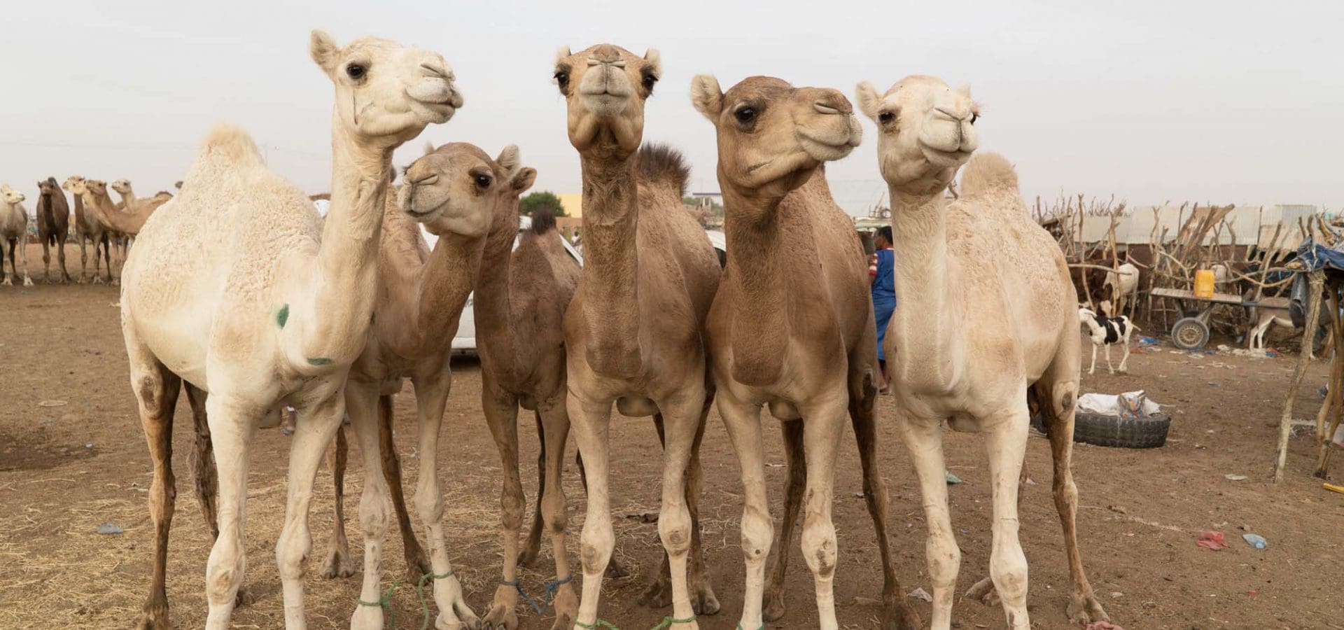 Group of camels