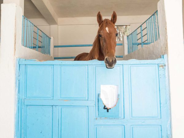 Brown horse in blue stable stall