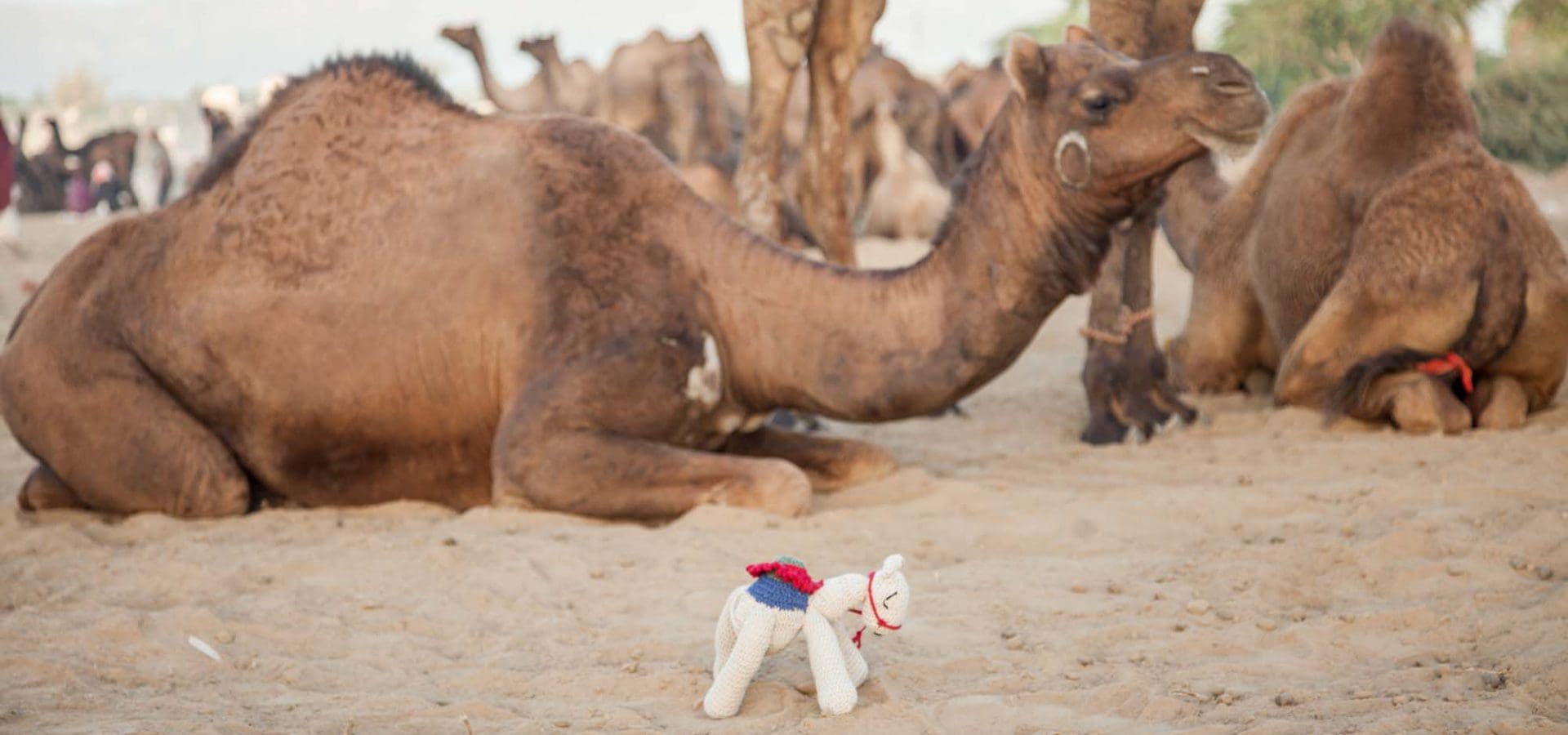 Knitted camel in desert next to real camels