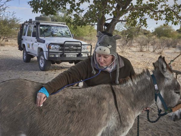 Woman checking donkey with stethescope