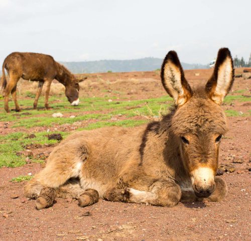 Donkey lying down in field