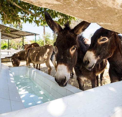 donkeys by water trough
