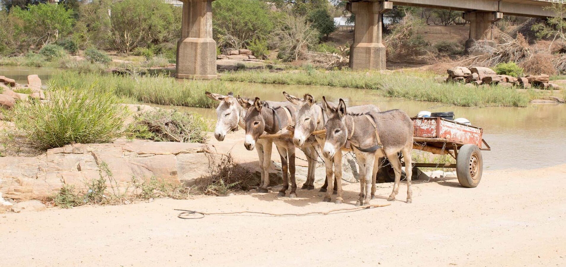 Four donkeys attached to cart by river