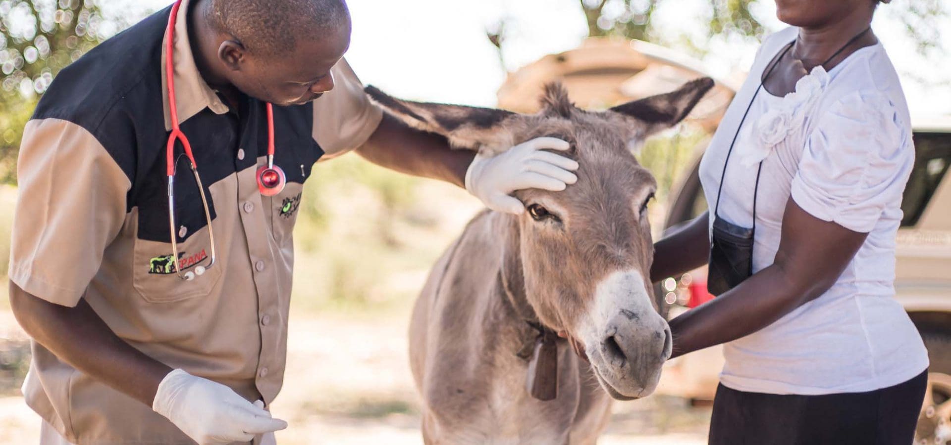 Vet checking donkey in Zimbabwe