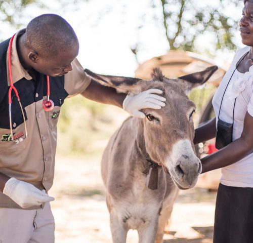Vet checking donkey in Zimbabwe