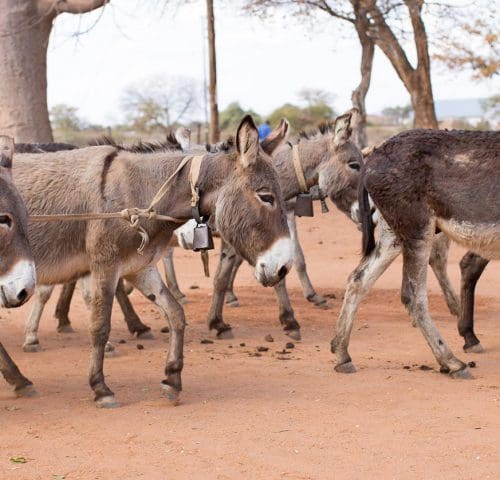 a group of donkeys walking together