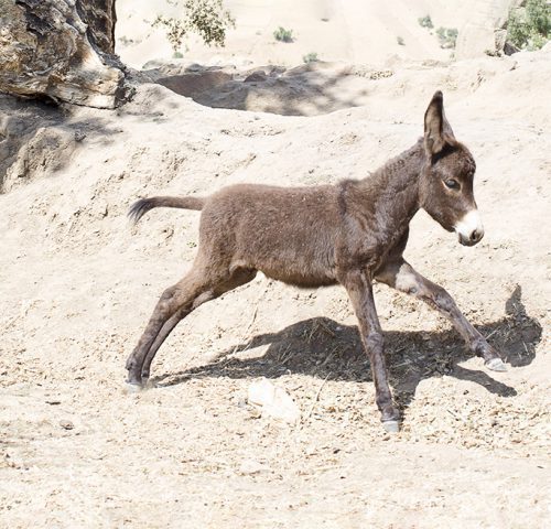 A joyful brown foal runs along a dusty track