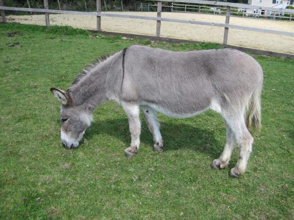 Freda the donkey
