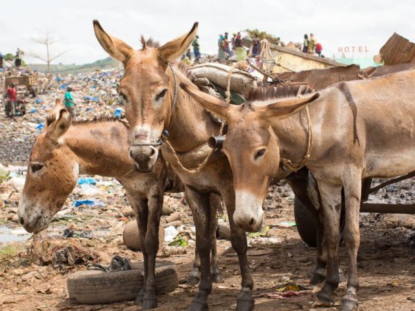 group of donkeys on a rubbish dump in mali