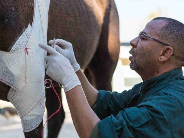 horse getting a bandage from a vet
